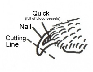 Dog Nail Diagram 