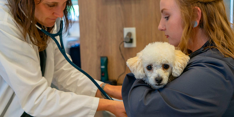 Pet Health General 4-Pet-Vaccines