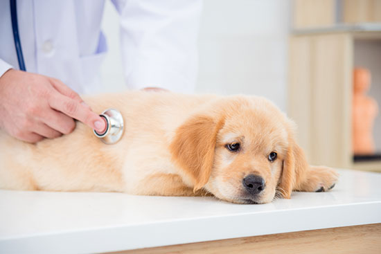 Veterinary Care -pet health animal hospital