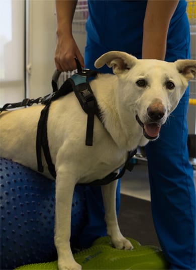 Canine Rehabilitation Landing 6