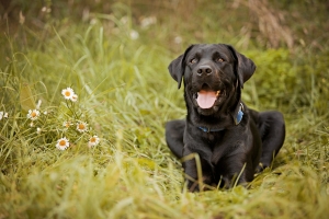 Recognizing and Managing Seasonal Allergies in Dogs-pet health hospital